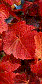 Autumn Leaves - GIF