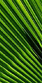Green Leaf Adaptive - GIF