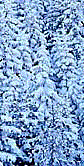 Winter Trees - GIF